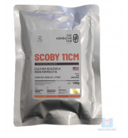 Scoby tipo Americano Kombucha Hub com Starter - 11cm