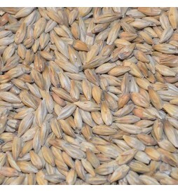 Malte Abbey Weyermann - kg