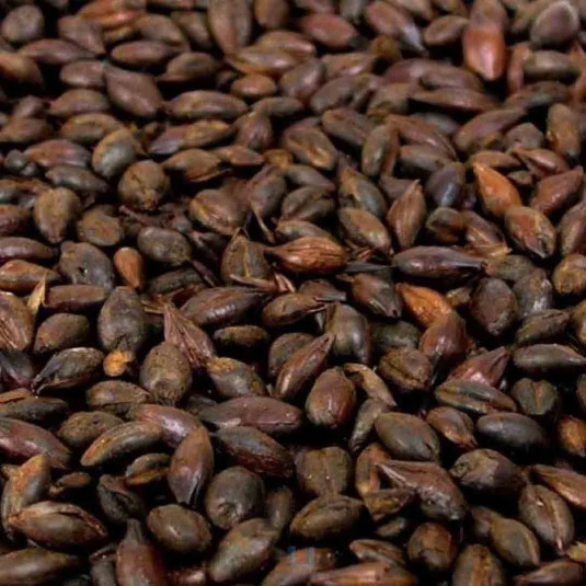 Grãos de Malte Carafa I Weyermann