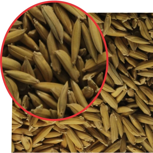 Malte de Arroz - Kg