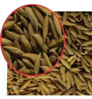 Malte de Arroz - Kg
