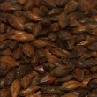 Malte Chocolate Patagônia - Saca 25 Kg