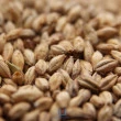 Grãos de Malte Pale Ale Weyermann
