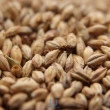 Malte Pale Ale Weyermann - Saca 25 Kg