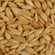 Malte Pilsen Agrária - Lote de 10 Sacas contendo 25Kg cada uma