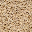 Saca 25 Kg  de Malte Pale Ale Agrária