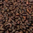 Grãos de Malte Carafa I Weyermann