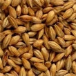 Grãos de Malte Munique Agraria