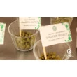 Curso Cervejeiro Online
