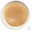 Scoby Tipo Canadense Para Kombucha